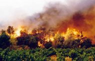 Feux de forêts en Algérie : Le bilan grimpe à 34 morts et la solidarité installe une cellule de crise
