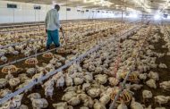 Afrique du Sud : une pénurie de poulet imminente déclenchée par la crise énergétique et la grippe Aviaire