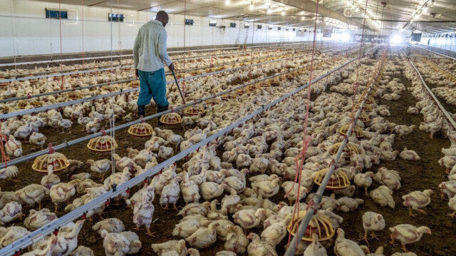 Afrique du Sud : une pénurie de poulet imminente déclenchée par la crise énergétique et la grippe Aviaire