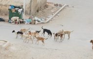 Quand le citoyen algérien vit une vie de chien errant
