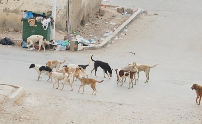 Quand le citoyen algérien vit une vie de chien errant