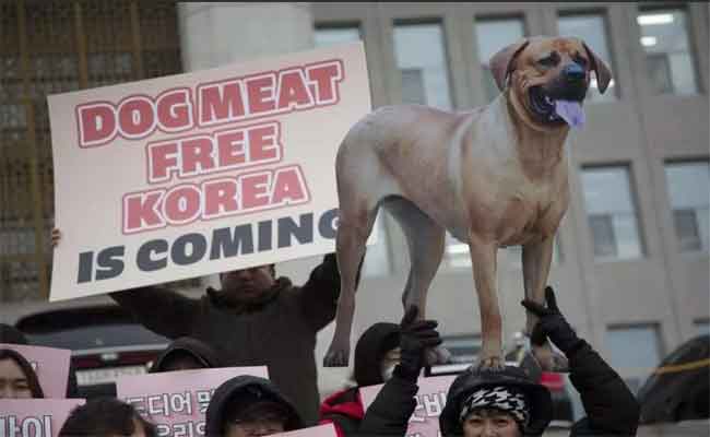 La Corée du Sud prend des mesures controversées pour interdire la consommation de viande de chien