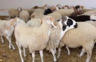 Réouverture des marchés à bétail à M’sila après la fièvre aphteuse