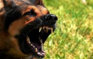 Bouira : La guerre contre les chiens enragés