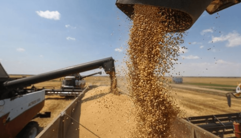 Prévisions optimistes de la FAO pour la production mondiale de céréales en 2024