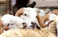 Aïd al-Adha : L'Algérie envisage l'importation de moutons pour contrer la hausse des prix