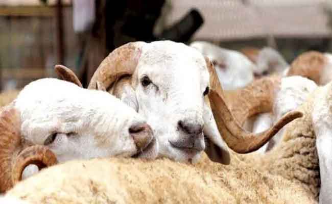 Aïd al-Adha : L'Algérie envisage l'importation de moutons pour contrer la hausse des prix