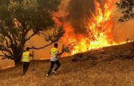 Prévention des incendies en Algérie : Mobilisation générale pour protéger les forêts