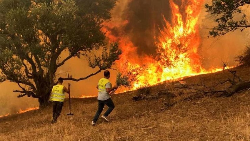 Prévention des incendies en Algérie : Mobilisation générale pour protéger les forêts