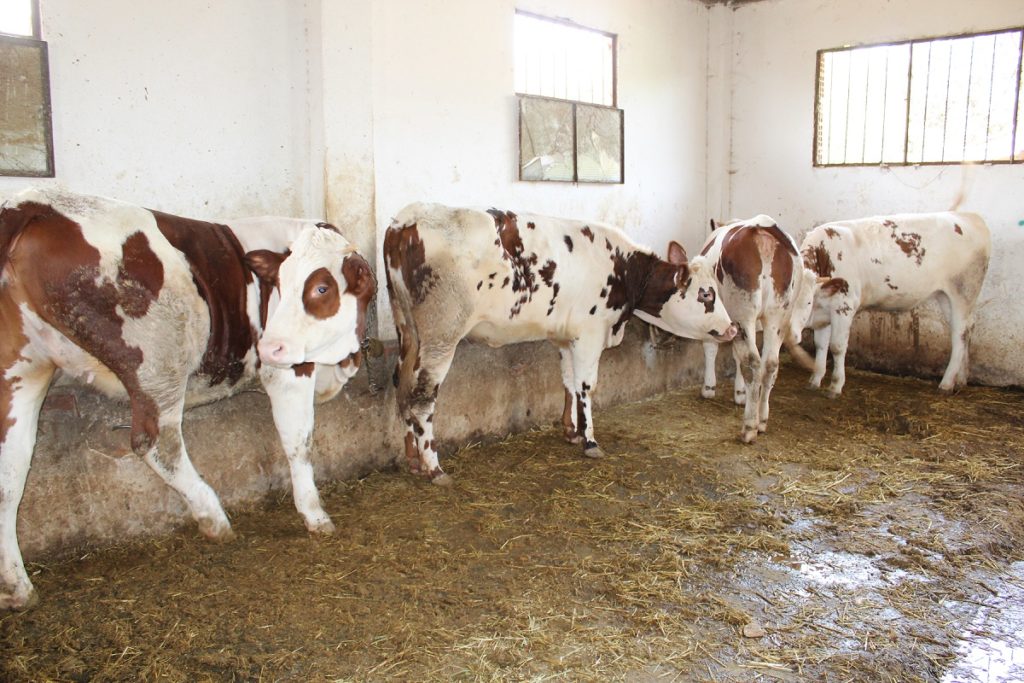 Vol de 4 veaux dans une exploitation agricole à Mascara