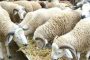 Inquiétudes en Algérie: Les Prix des moutons grimpent avant l'Aïd al-Adha