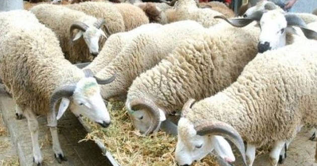 Inquiétudes en Algérie: Les Prix des moutons grimpent avant l'Aïd al-Adha