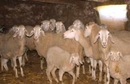 Enquête ouverte après un vol de moutons suivi d'une agression violente à Bentaloul