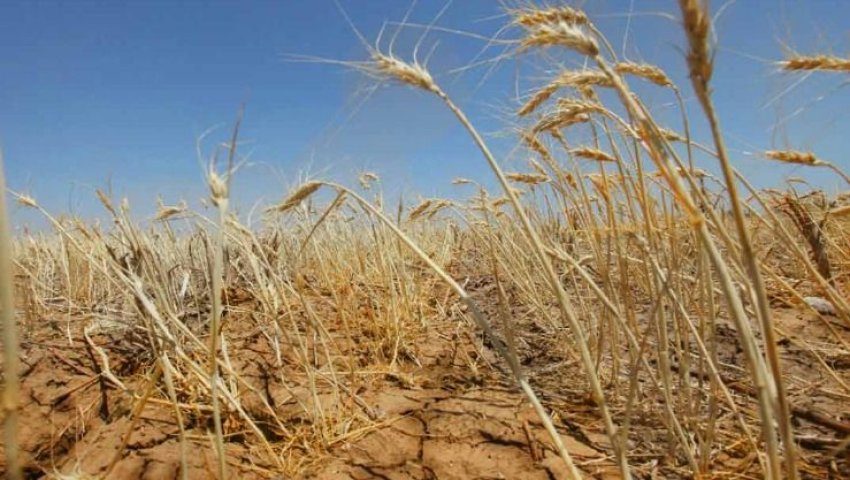 Calamités agricoles en Algérie : Plus de 892 communes déclarées zones sinistrées en 2023