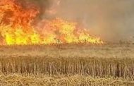 Tragédie à Guelma : Des hectares de récoltes ravagés par les flammes