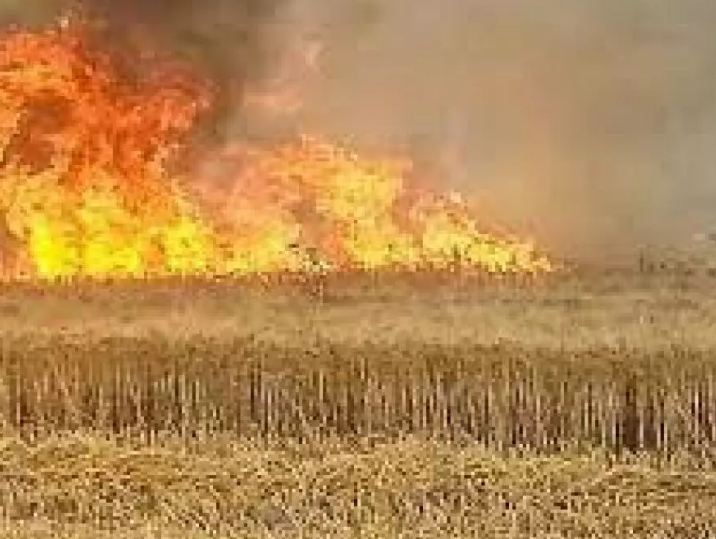 Tragédie à Guelma : Des hectares de récoltes ravagés par les flammes