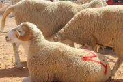 Hausse des prix du mouton de l'Aïd Al-Adha en Algérie : Un défi financier pour les ménages