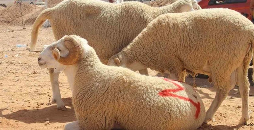 Hausse des prix du mouton de l'Aïd Al-Adha en Algérie : Un défi financier pour les ménages