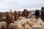 Renversement d'un camion transportant des moutons à Aïn-Malah