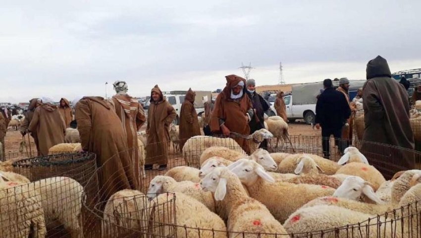 Afflux sans précédent sur les marchés aux bestiaux à l'approche de l'Aïd-El-Adha : des prix en forte hausse