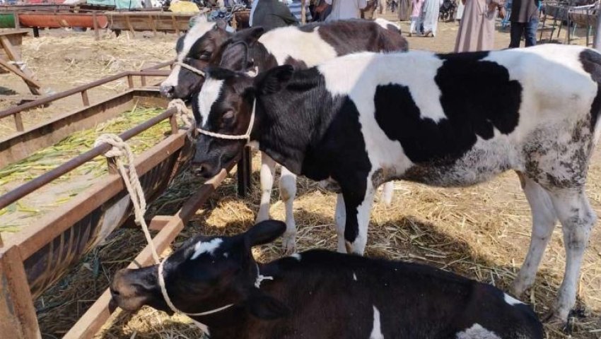 Dermatose Nodulaire : fermeture des marchés aux bestiaux à El-Bayadh