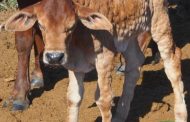 Tizi Ouzou : Propagation de la dermatose nodulaire bovine à 25 communes, et des centaines de cas d'infection signalés