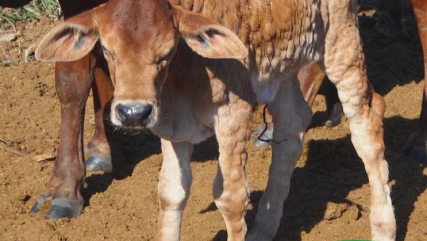 Tizi Ouzou : Propagation de la dermatose nodulaire bovine à 25 communes, et des centaines de cas d'infection signalés