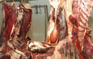 SIDI BEL-ABBÈS : Saisie et destruction de 521 kg de viande avariée à la suite de contrôles sanitaires