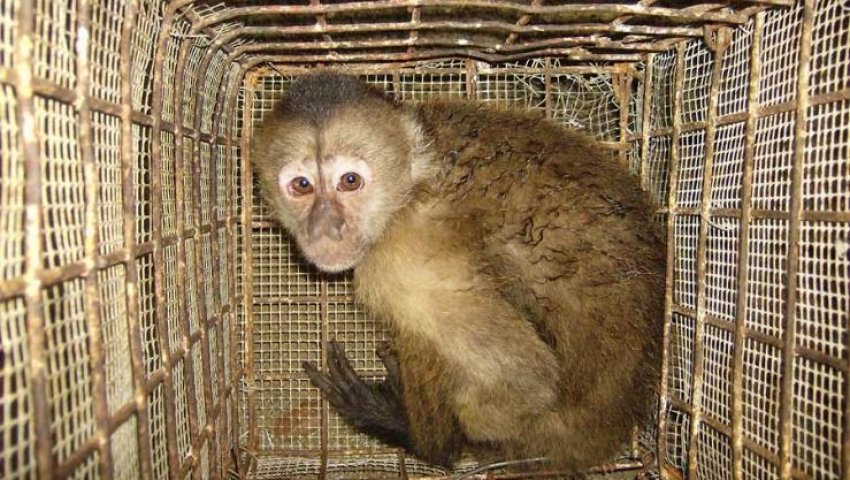 Arrestation à Sétif : Un trafiquant d’animaux protégés et menacés d’extinction interpellé