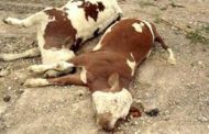 Les généraux menacent les pays voisins d'exporter une maladie mortelle affectant les vaches et les veaux