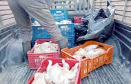 La police d'Oran saisit 177 kg de viande avariée dans un Fast-food