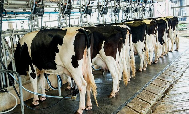 Lait de vache subventionné : une fausse réussite aux coûts cachés