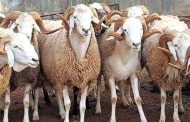 Une importation massive de moutons qui cache l’échec de la filière ovine