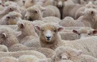 L’Algérie Face à la flambée des prix pour l'Aïd el Adha 2025 : Une commande urgente de moutons à l’Espagne