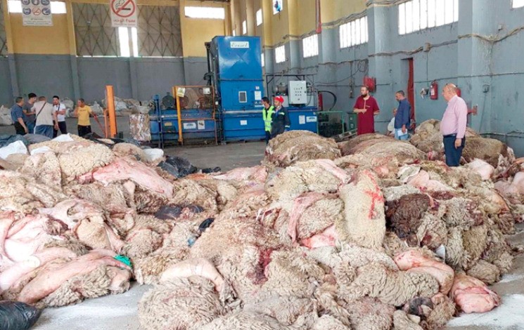 Aïd al-Adha 2025 : Quand le mouton devient héros national du recyclage