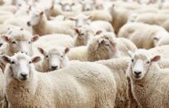 Aïd El Adha : L'importation des moutons, un marché sous pression
