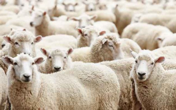 Aïd El Adha : L'importation des moutons, un marché sous pression