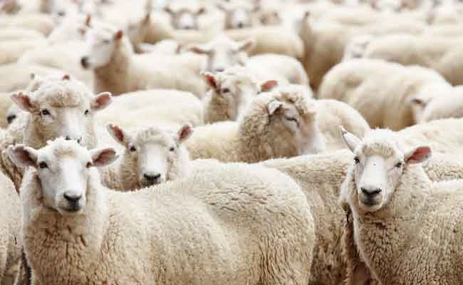 Aïd El Adha : L'importation des moutons, un marché sous pression