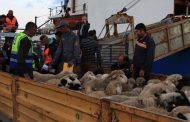 L’importation coûteuse et discutable des moutons pour l’Aïd El-Adha