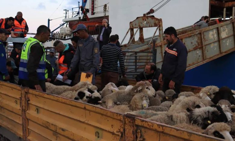 L’importation coûteuse et discutable des moutons pour l’Aïd El-Adha