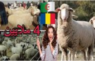 Scandale : le sexe contre des moutons roumains bon marché secoue l’Algérie