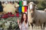 Scandale : le sexe contre des moutons roumains bon marché secoue l’Algérie