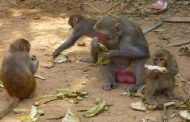 Le sexe chez les singes / Un ressortissant africain abuse des enfants de l’Algérie en échange de bananes