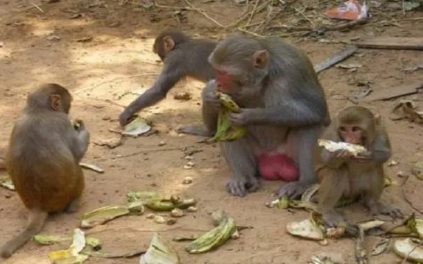 Le sexe chez les singes / Un ressortissant africain abuse des enfants de l’Algérie en échange de bananes