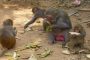 Le sexe chez les singes / Un ressortissant africain abuse des enfants de l’Algérie en échange de bananes