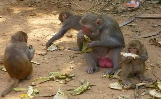 Le sexe chez les singes / Un ressortissant africain abuse des enfants de l’Algérie en échange de bananes