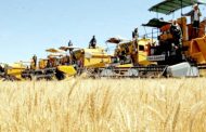 Lancement de la campagne de moisson-battage 2025 à l’Université de Sidi Bel-Abbes