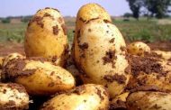 4 accusés face à 20 ans de prison pour incitation à la spéculation sur la pomme de terre à Mostaganem