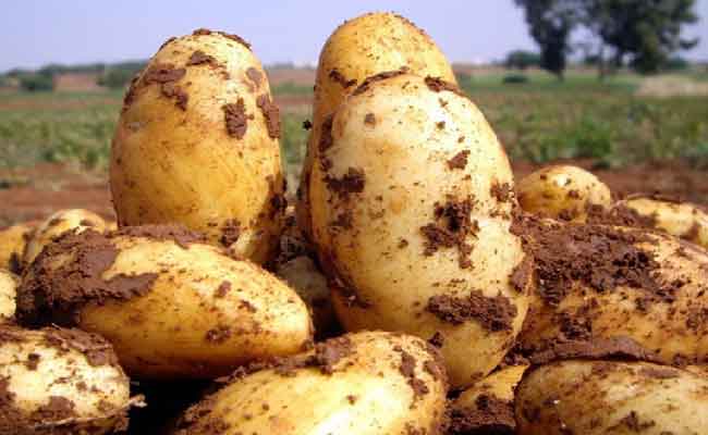 4 accusés face à 20 ans de prison pour incitation à la spéculation sur la pomme de terre à Mostaganem