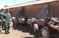 Ghardaïa : Démantèlement d’un réseau de 4 voleurs de bétail par la Gendarmerie nationale